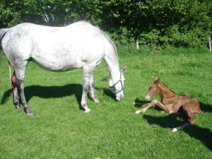 Fohlengeburt Fohlen Pferd