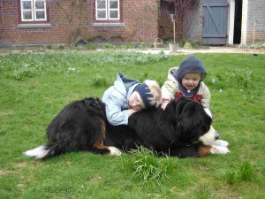 Berner Sennenhündin