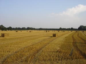 Strohernte Strohballen Stoppelfeld